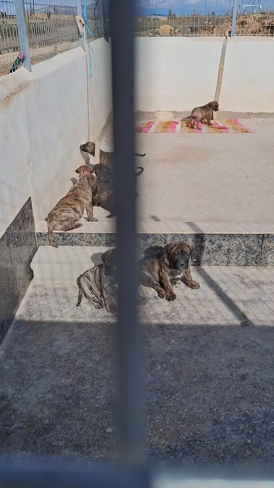 Presa Canario perros en venta: Presa canario - Video 1
