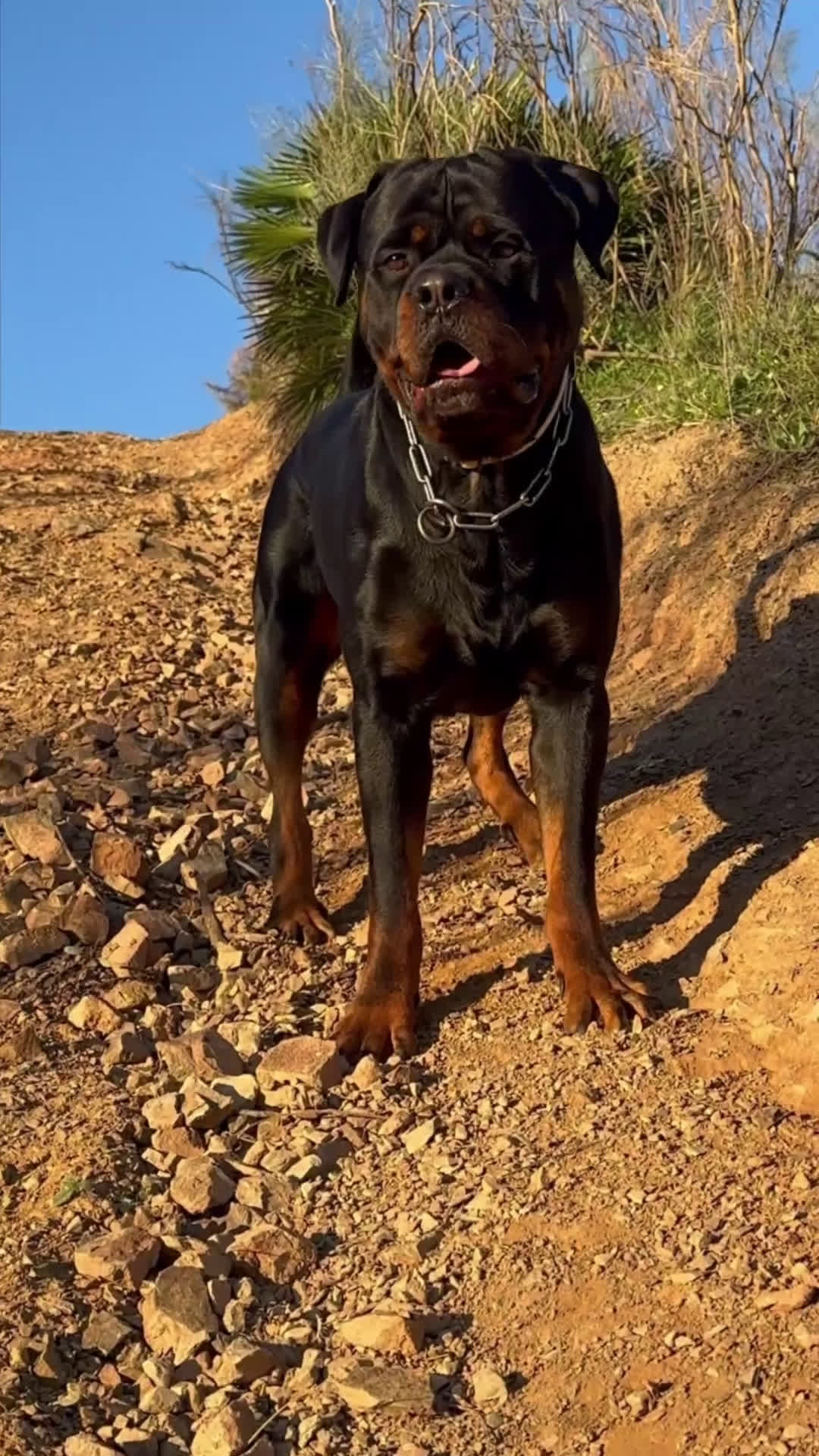 Rottweiler perros en venta: Rottweiler - Video 3
