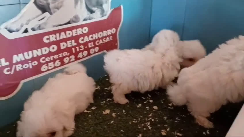 Bichón Maltés perros en venta: cachorros de bichon maltes  en Madrid - Video 1