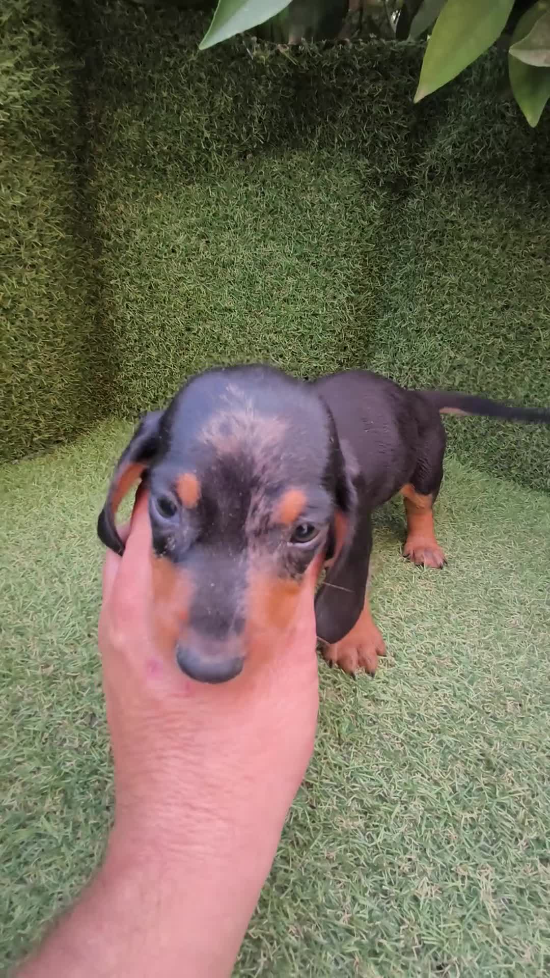 Teckel Miniatura perros en venta: camada teckel  mini de todos los colores  - Video 5