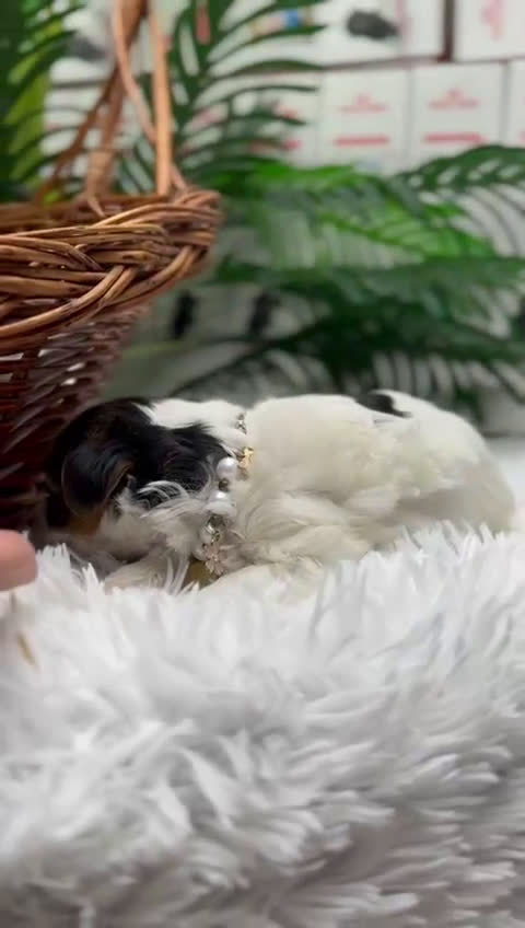 Yorkshire Terrier perros en venta: YORKSHIRE BIEWER HEMBRA - Video 1