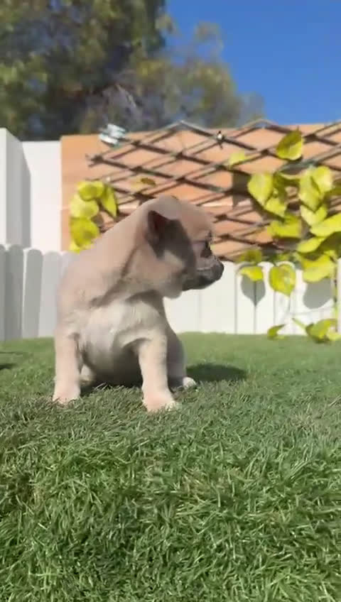 Chihuahua perros en venta: CHIHUAHUA - Video 2
