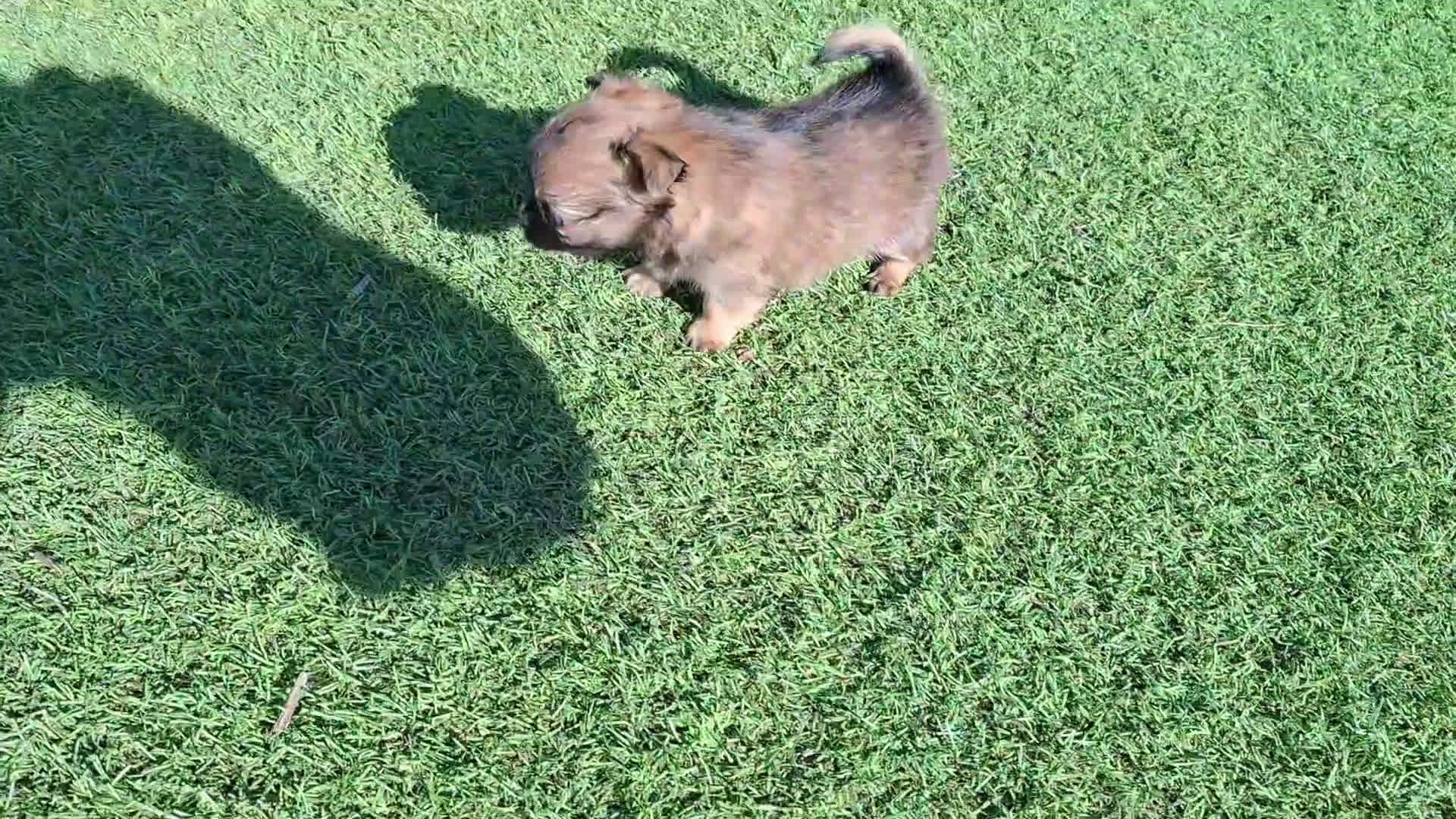 Chihuahua perros en venta: Chihuahua de pelo largo de capricho - Video 1