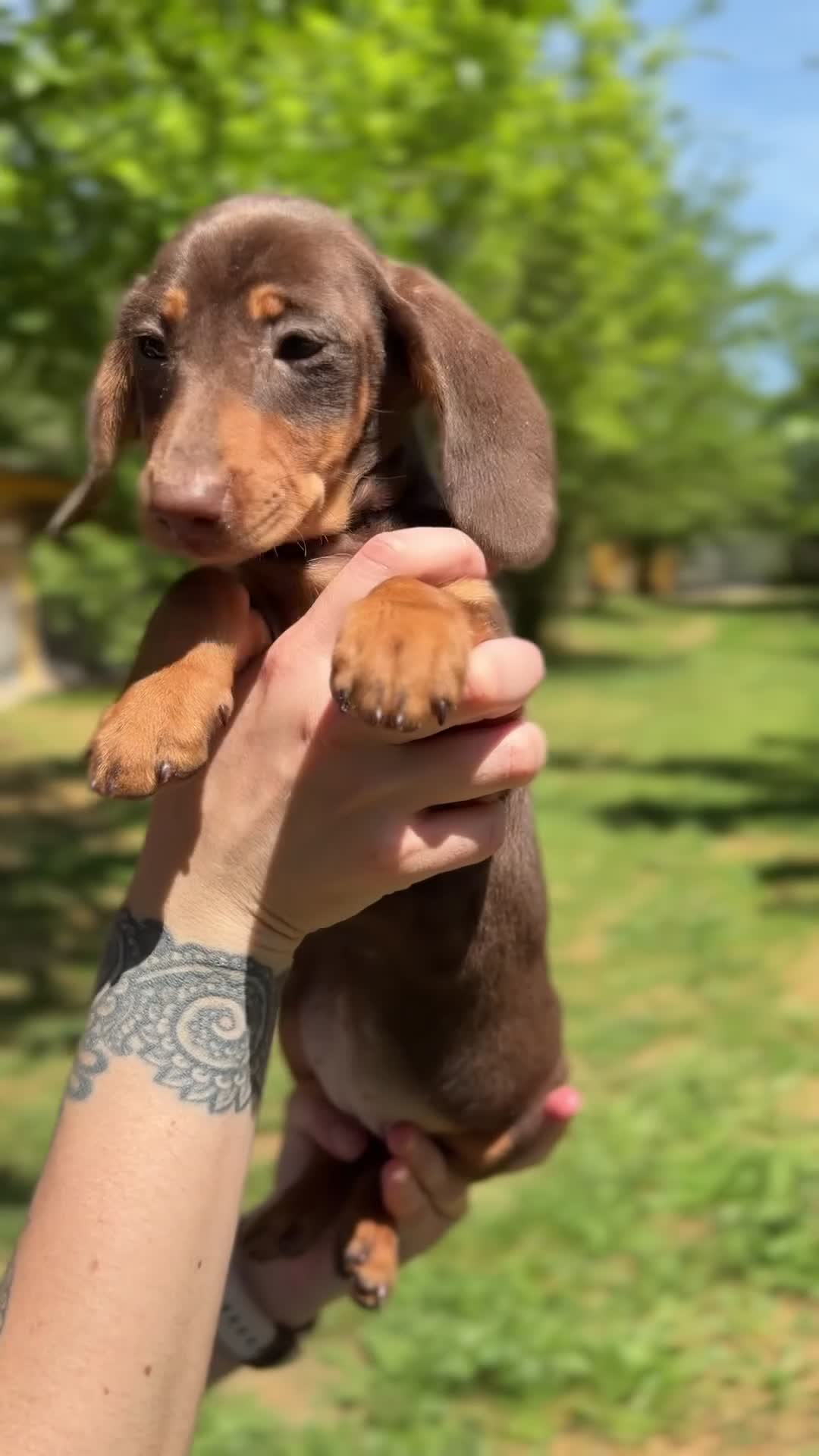 Teckel Miniatura perros en venta: Teckel mini hembra  - Video 1