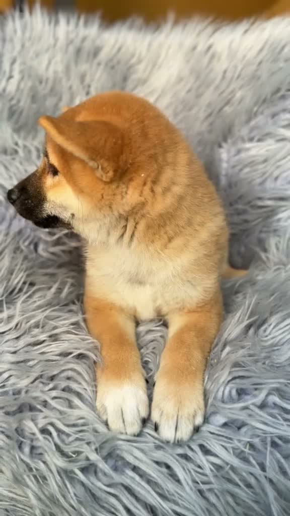 Shiba Inu perros en venta: Macho Shiba inu - Video 1