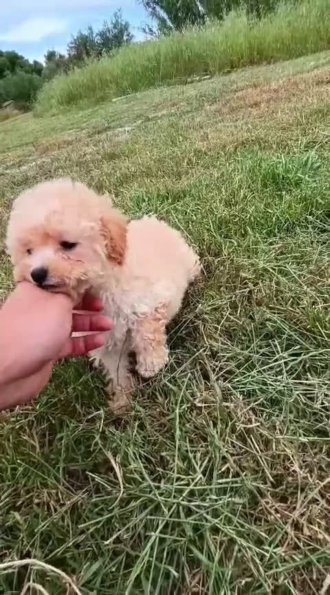 Caniche Enano perros en venta: Preciosa camada de Caniche enanos en Granada - Video 1