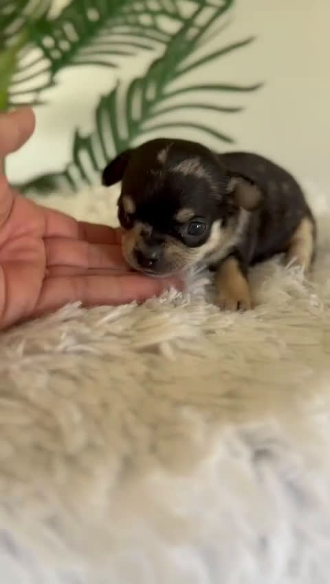 Chihuahua perros en venta: CHIHUAHUA MERLE HEMBRA - Video 1