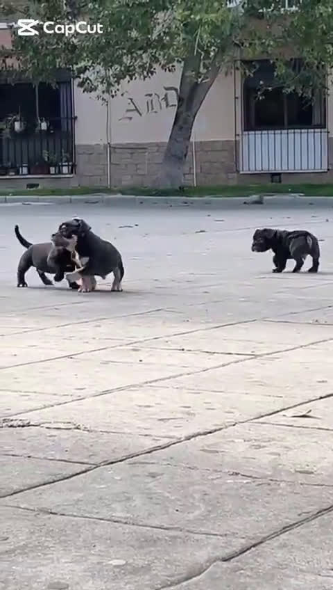 American Bully perros en venta: American Bully  - Video 1