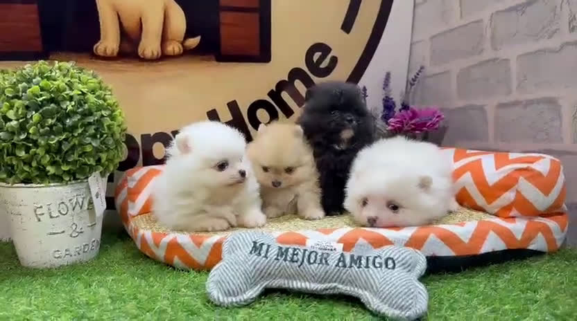 Pomerania perros en venta: CAMADA POMERANIA - Video 1
