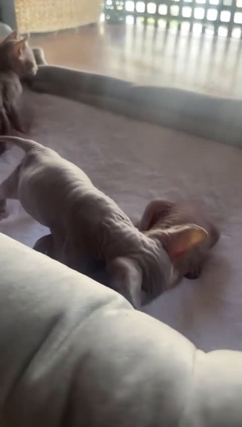 Sphynx gatos en venta: Sphyn - Video 1