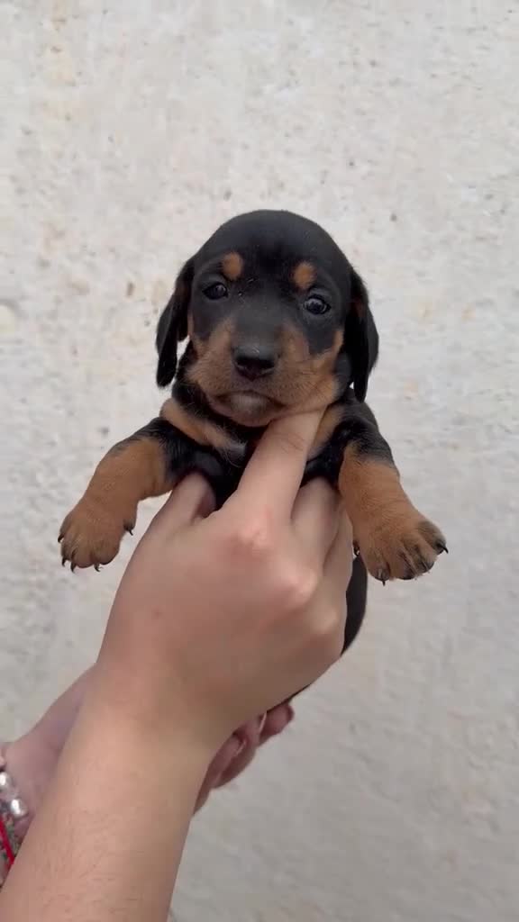 Teckel Miniatura perros en venta: Teckel Miniatura  - Video 1