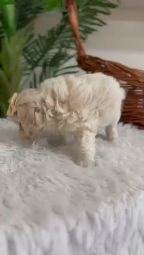Maltipoo perros en venta: MALTIPOO MACHO - Video 2