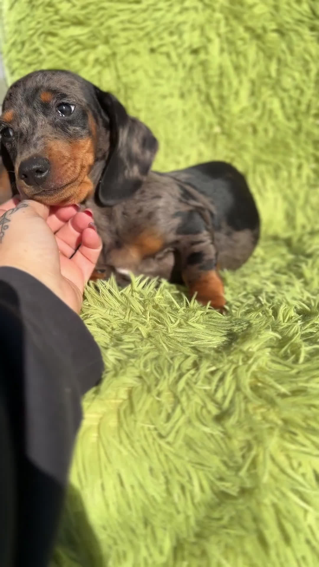 Teckel Miniatura perros en venta: Teckel miniatura Arlequin  - Video 1