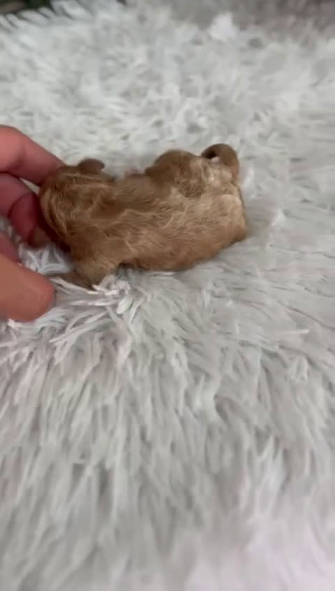 Caniche Toy perros en venta: CANICHE TOY HEMBRA Mascotas del sur - Video 2