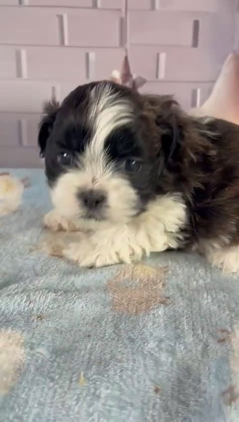 Shih Tzu perros en venta: Shih tzu maravillosa raza !!! - Video 1
