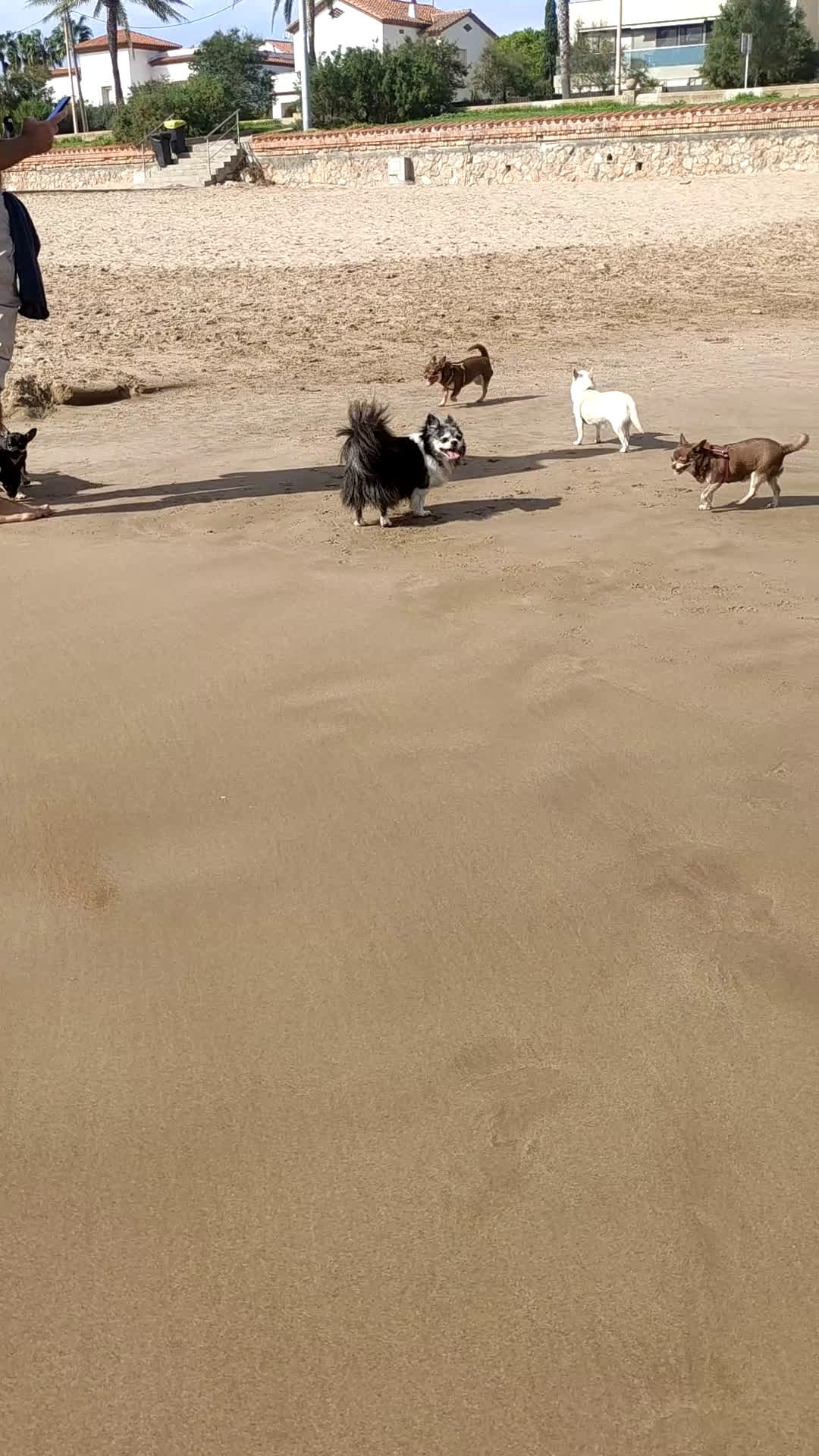 Chihuahua perros en venta: Simpático chihuahua de compañía  - Video 1