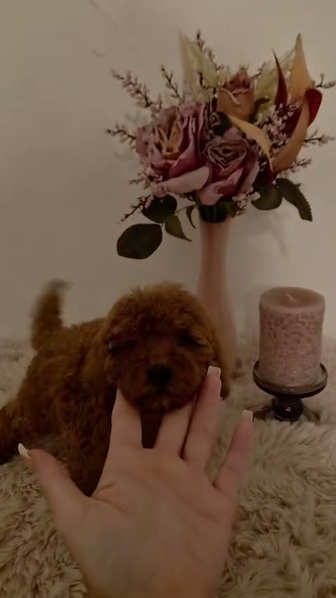 Caniche Toy perros en venta: Caniche toy hembra  - Video 1