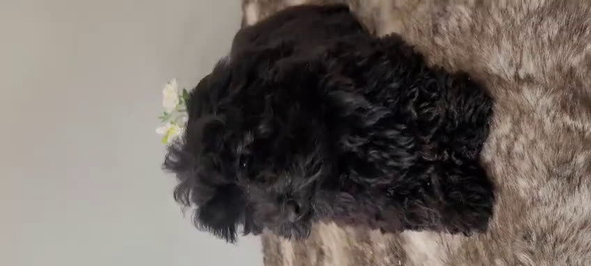 Maltipoo perros en venta: Maltipoo  - Video 1