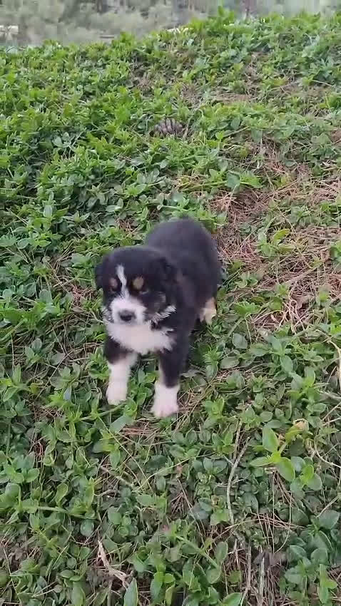 Pastor Australiano perros en venta: PASTOR AUSTRALIANO - Video 2