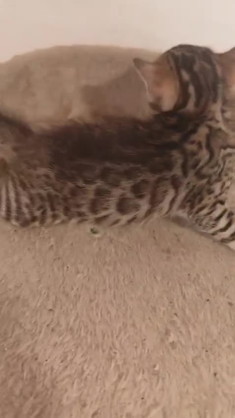 Bengalí gatos en venta: GATITOS BENGALI - Video 4