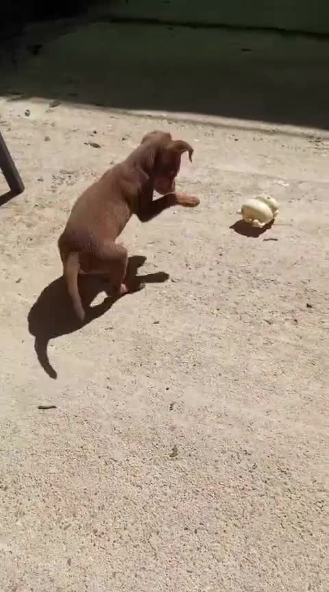 Pinscher Miniatura perros en venta: Macho pinscher chocolate 🐶🐾 en Barcelona - Video 1