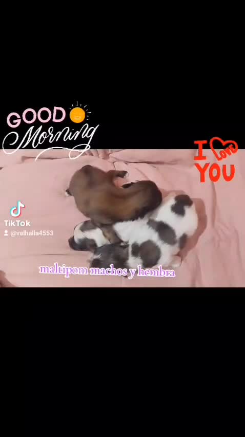 Maltipom perros en venta: Camada de maltipom  - Video 1