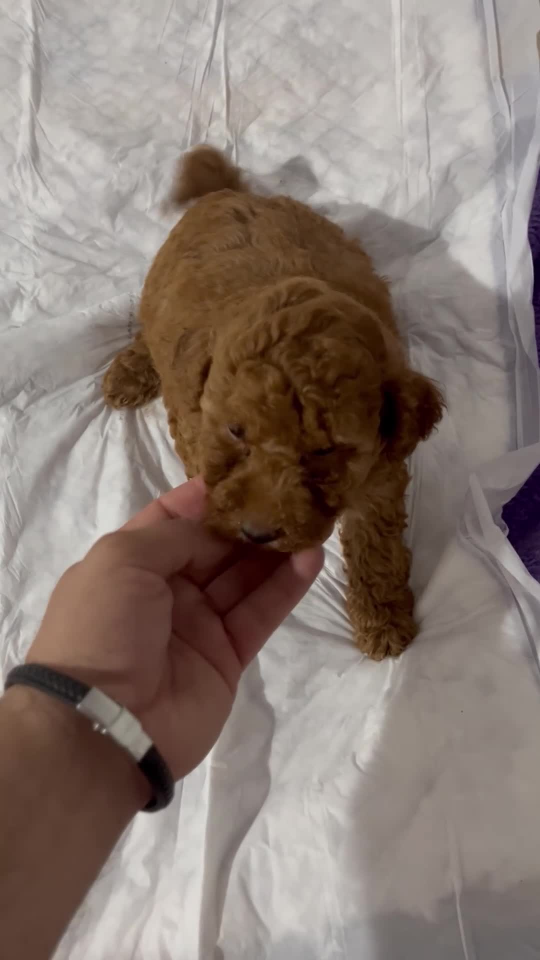 Caniche Toy perros en venta: CANICHES PRECIOSOS FOTOS REALES - Video 3