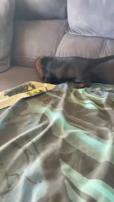 Teckel perros en venta: Teckel negro fuego fuego y venado - Video 2