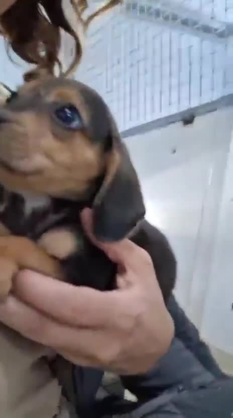 Beagle perros en venta: Beagles macho  - Video 1