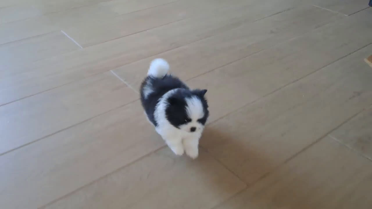 Pomerania perros en venta: Cachorritos Lulu de Pomerania  - Video 2