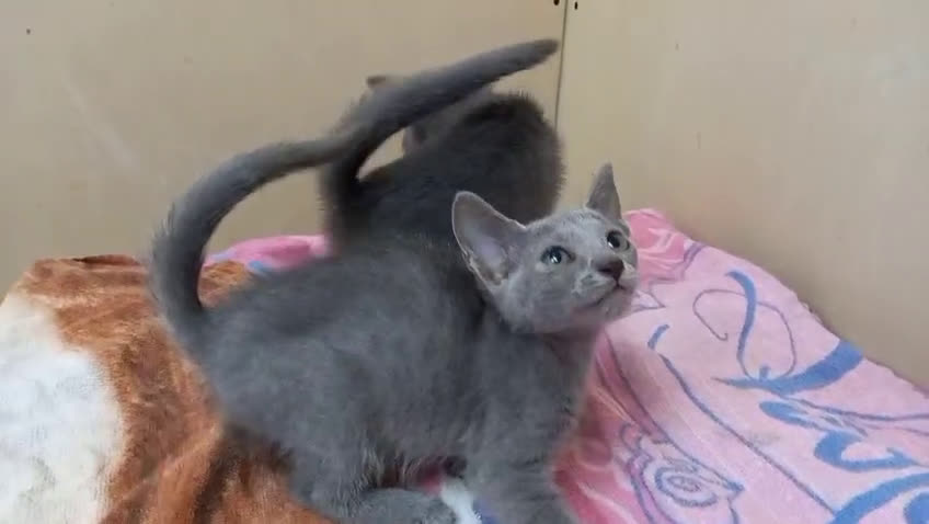 Azul Ruso gatos en venta: Azul ruso disponible   - Video 3