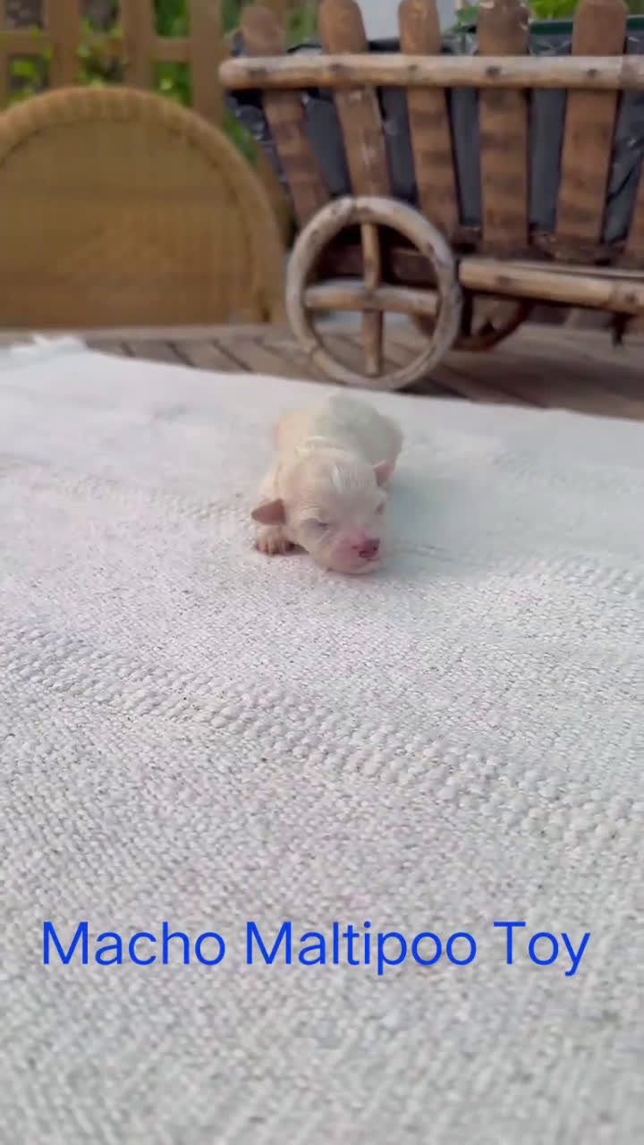 Maltipoo perros en venta: Maltipoo Toy Apricot y crema preciosos bebes  - Video 1