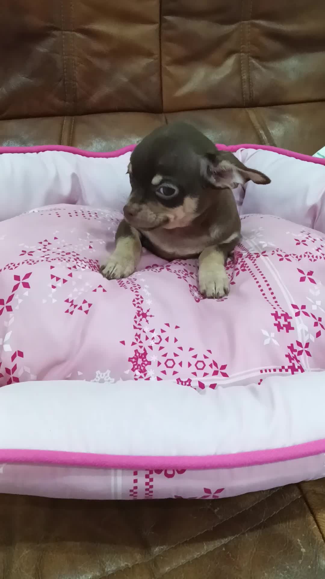 Chihuahua perros en venta: CHIHUAHUA TOY  - Video 1