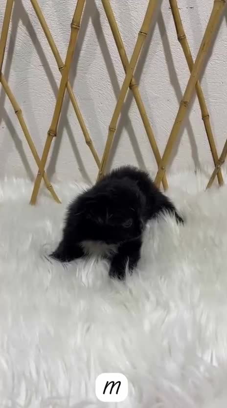 Chihuahua perros en venta: CHIHUAHUA PELO LARGO MINI TOY  NEGRO INTENSO - Video 1