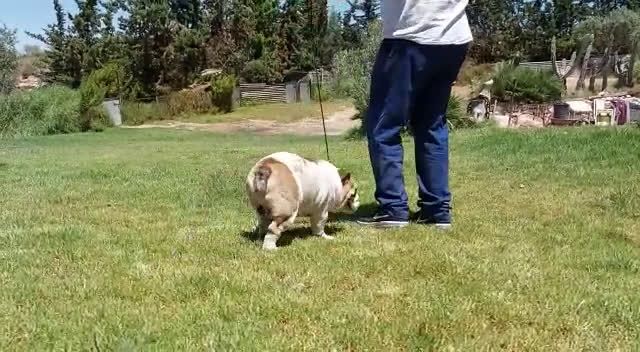 Bulldog Inglés perros en venta: Bulldog ingles macho - Video 2