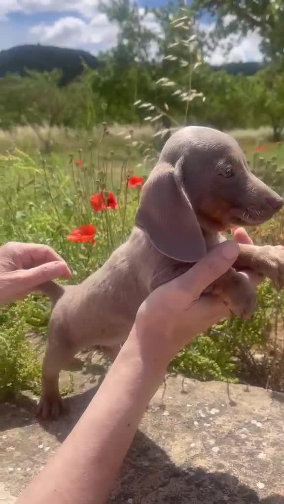 Teckel Miniatura perros en venta: Teckel Miniatura Isabella Macho - Video 1