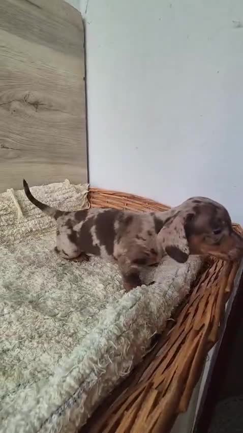 Teckel Miniatura perros en venta: Teckel chocolate y arlequín chocolate  - Video 2