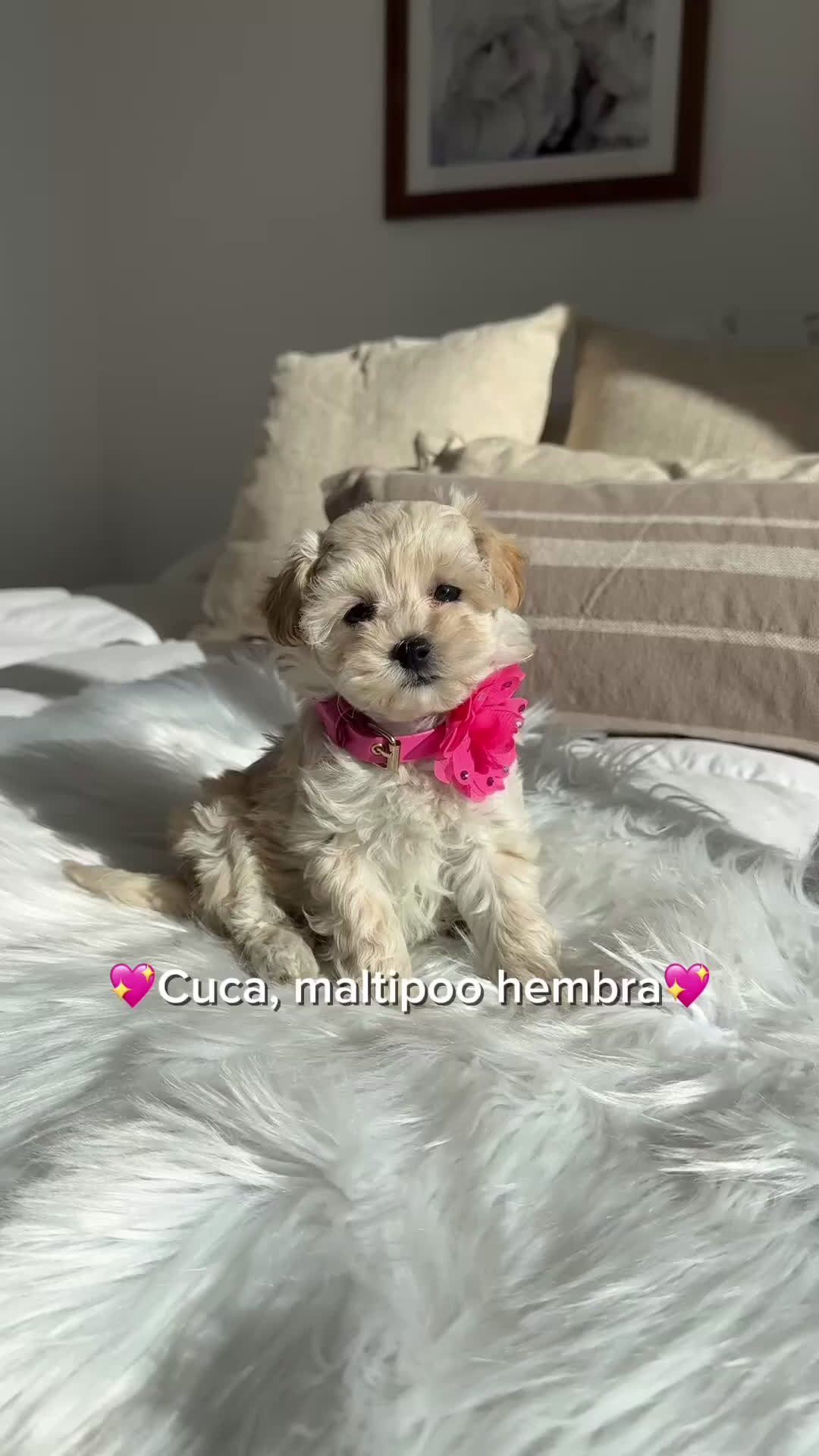 Maltipoo perros en venta: Maltipoo hembra - Video 1