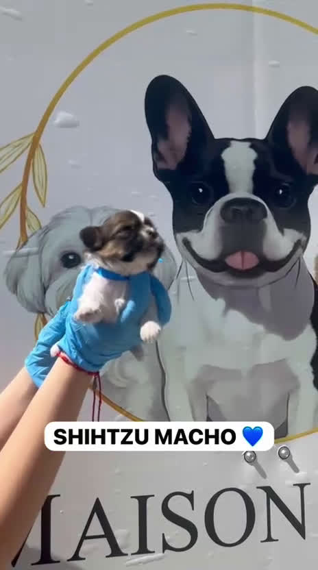 Shih Tzu perros en venta: CAMADA DE SHIHTZU PARA RESERVAR  - Video 1