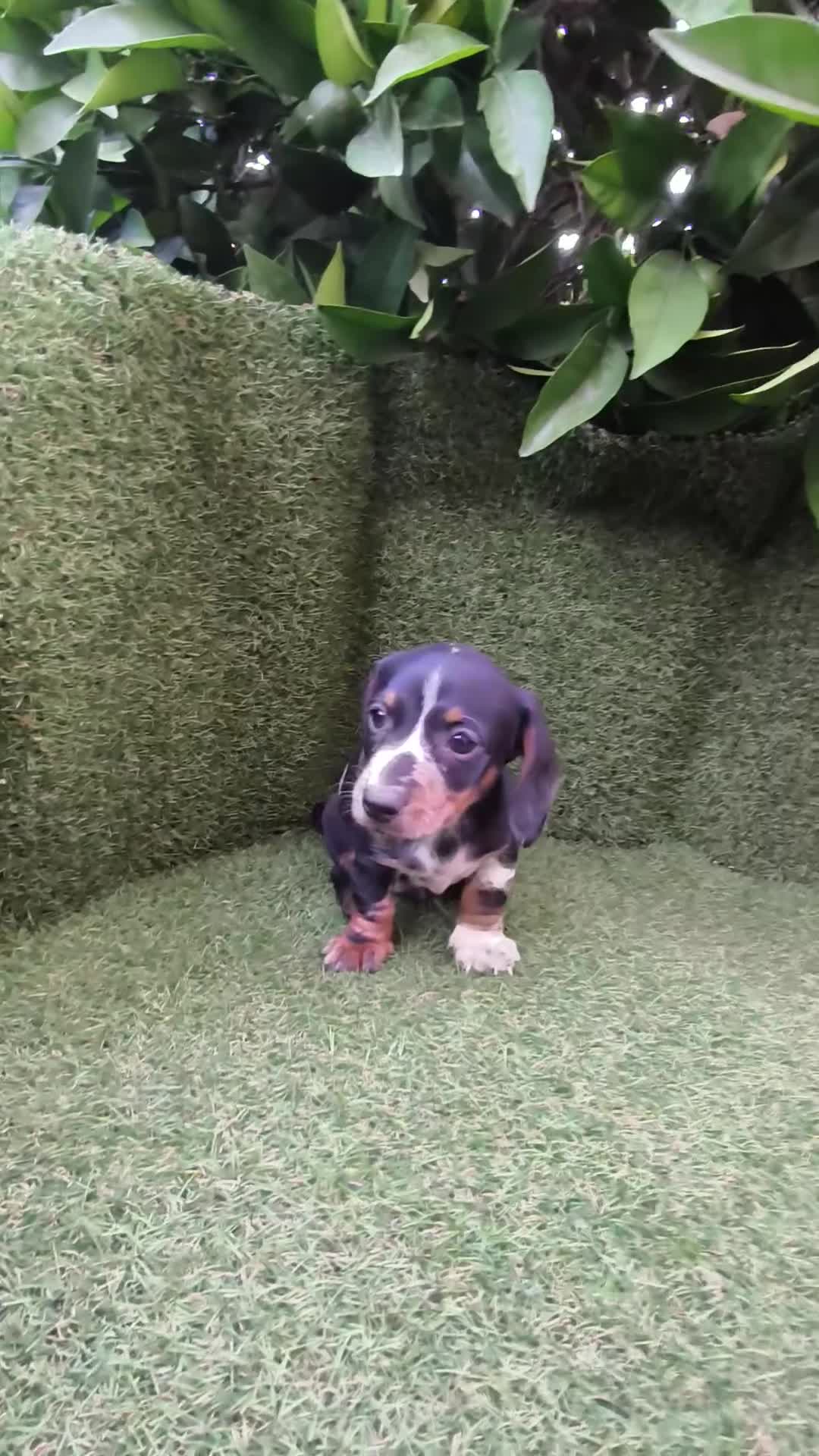 Teckel Miniatura perros en venta: preciosa camada teckel miniatura  - Video 2