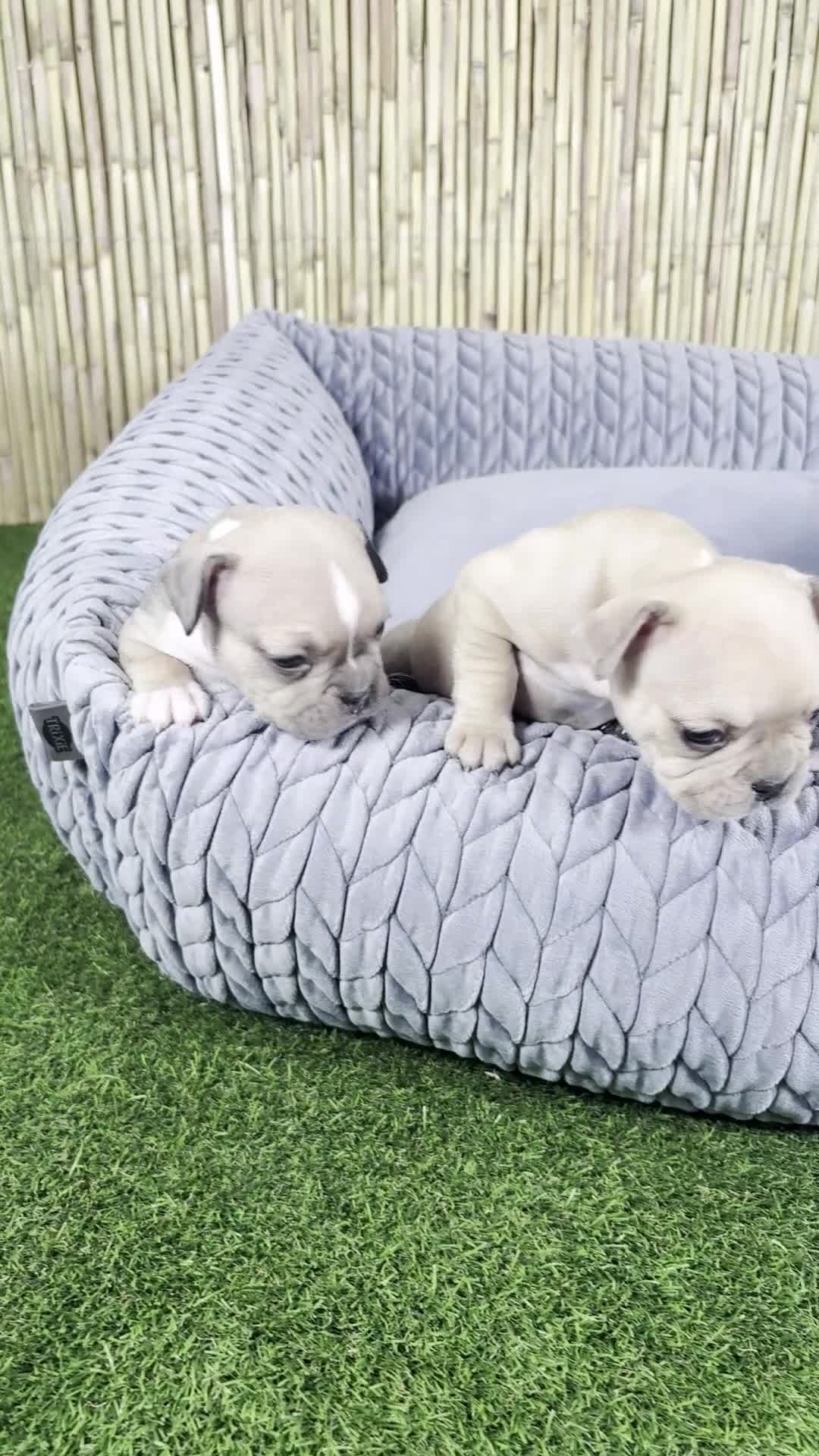 Bulldog Francés perros en venta: Bulldog Francés - Video 1