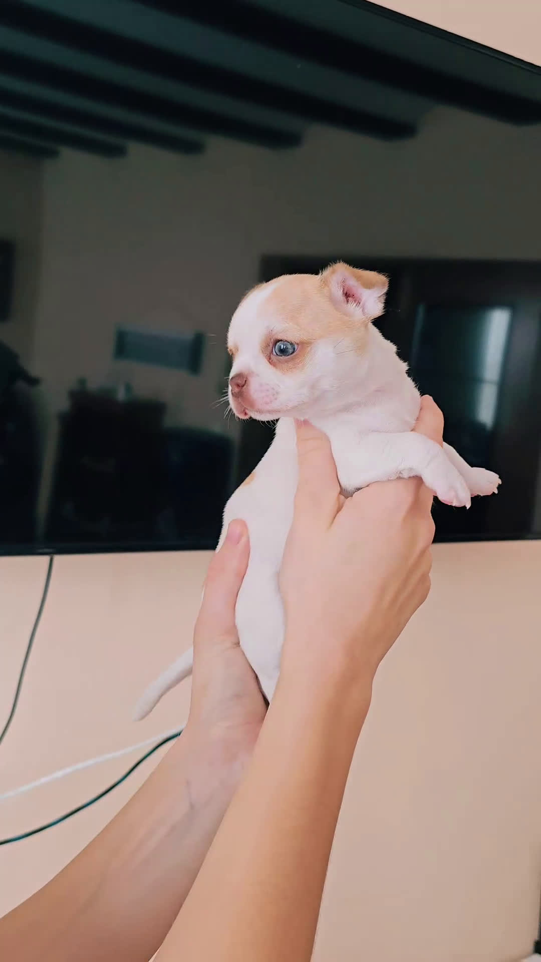 Chihuahua perros en venta: Chihuahua miniatura  - Video 1