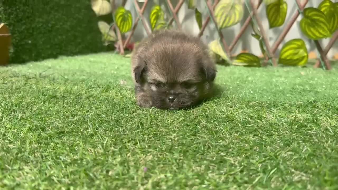 Maltipoo perros en venta: Machos y hembras de maltipoo - Video 3