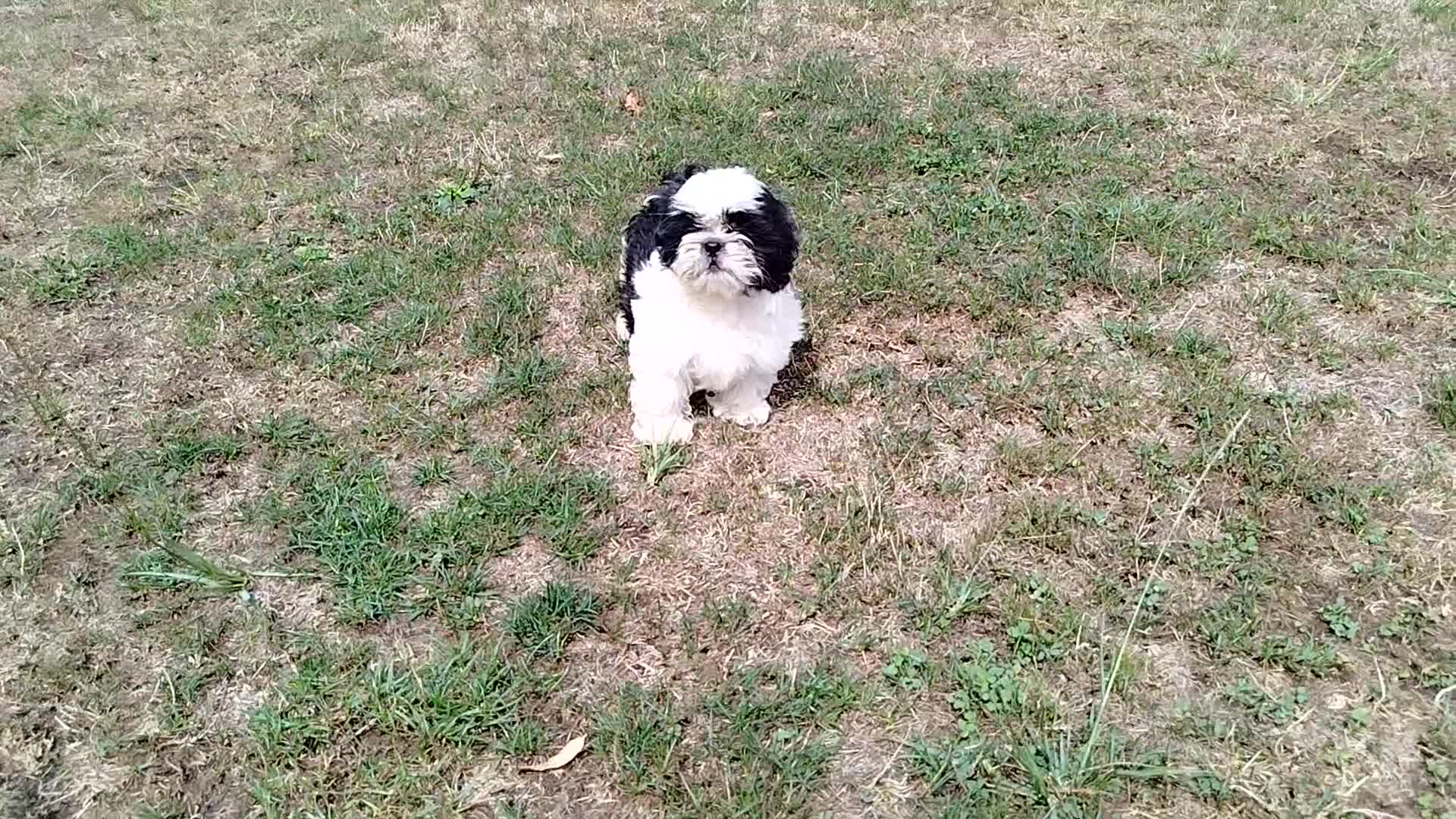 Shih Tzu perros en venta: Precioso cachorrito de Shih Tzu - Video 1
