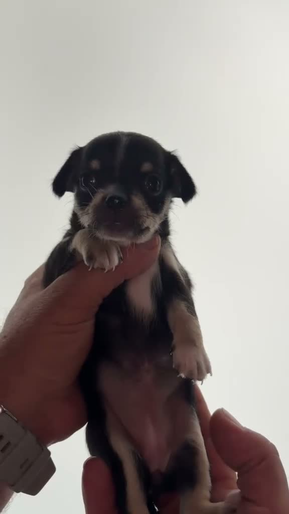 Chihuahua perros en venta: Chihuahuas hembras - Video 1