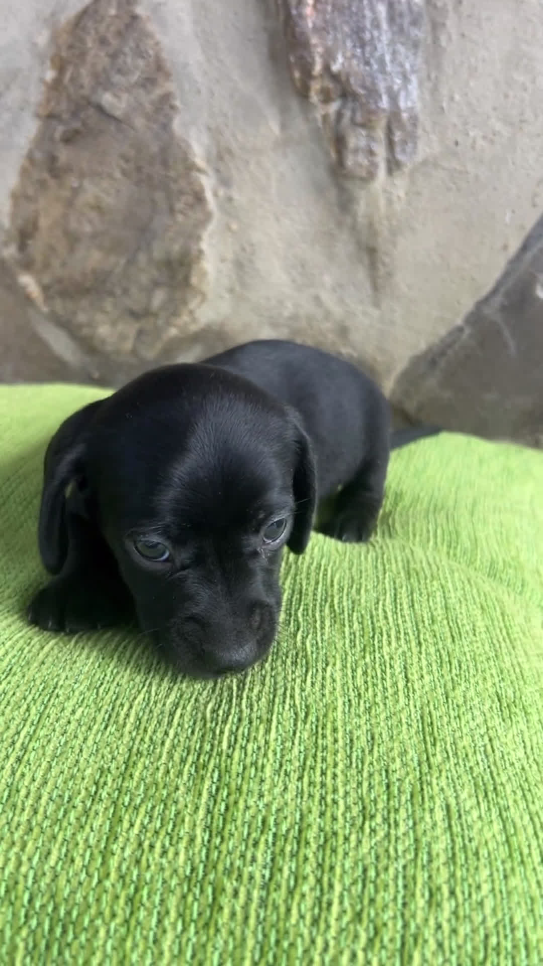 Teckel Miniatura perros en venta: CACHORRO DE TECKEL KANICHEN  - Video 1