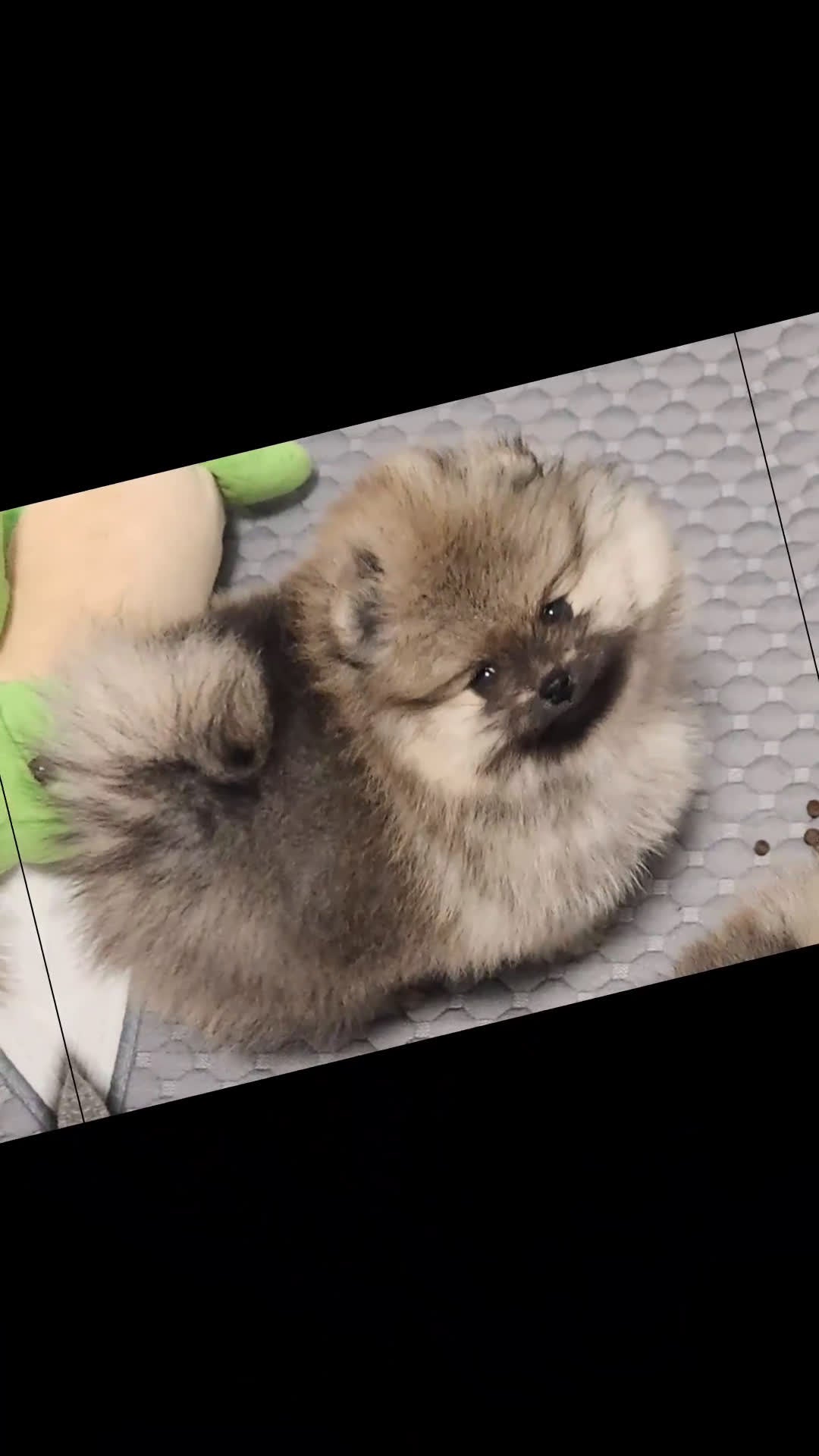 Pomerania perros en venta: Pomerania ojodehoruskennel  - Video 2