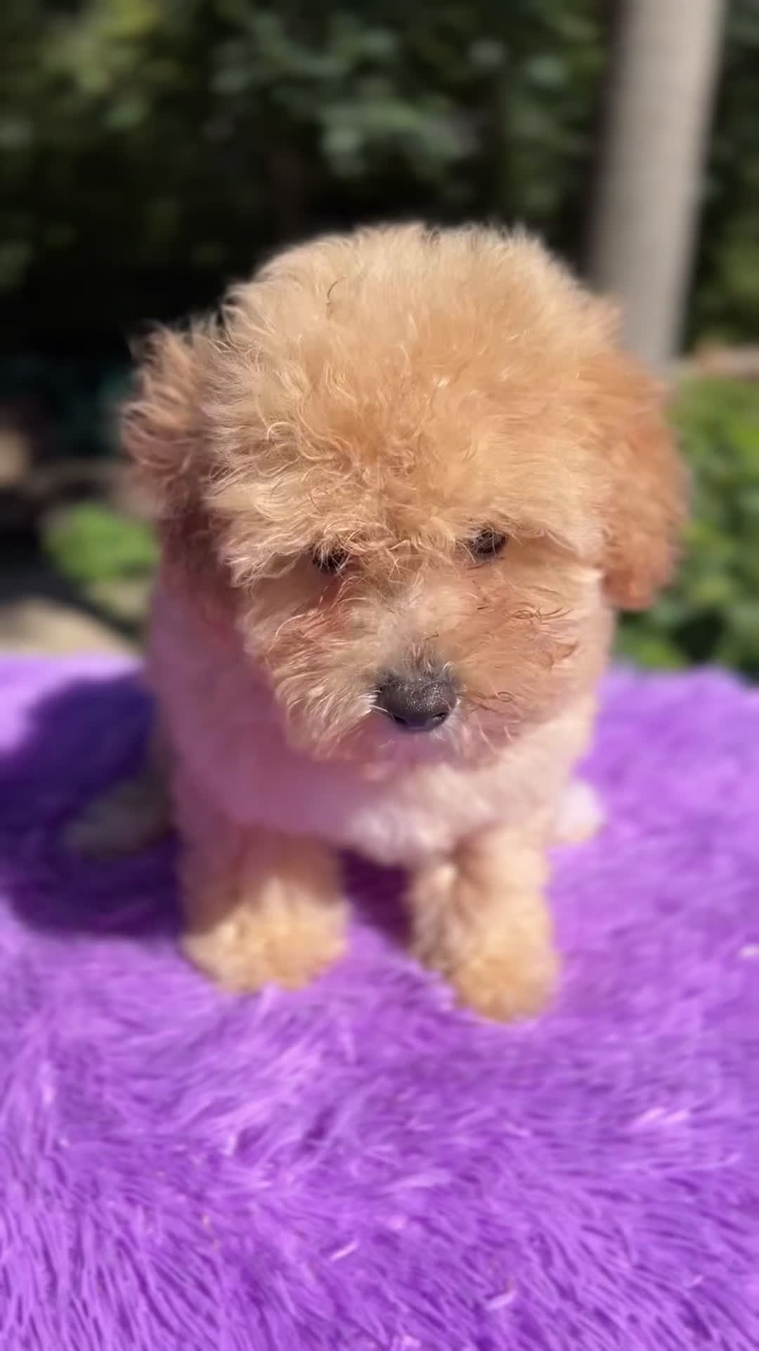 Maltipoo perros en venta: Maltipoo Toy hembra  - Video 1