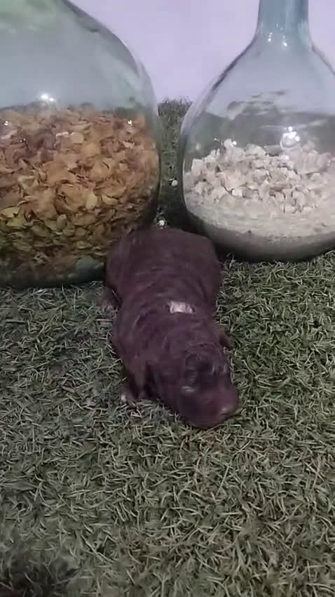 Perro de Agua Español perros en venta: Preciosos Perros de agua - Video 2