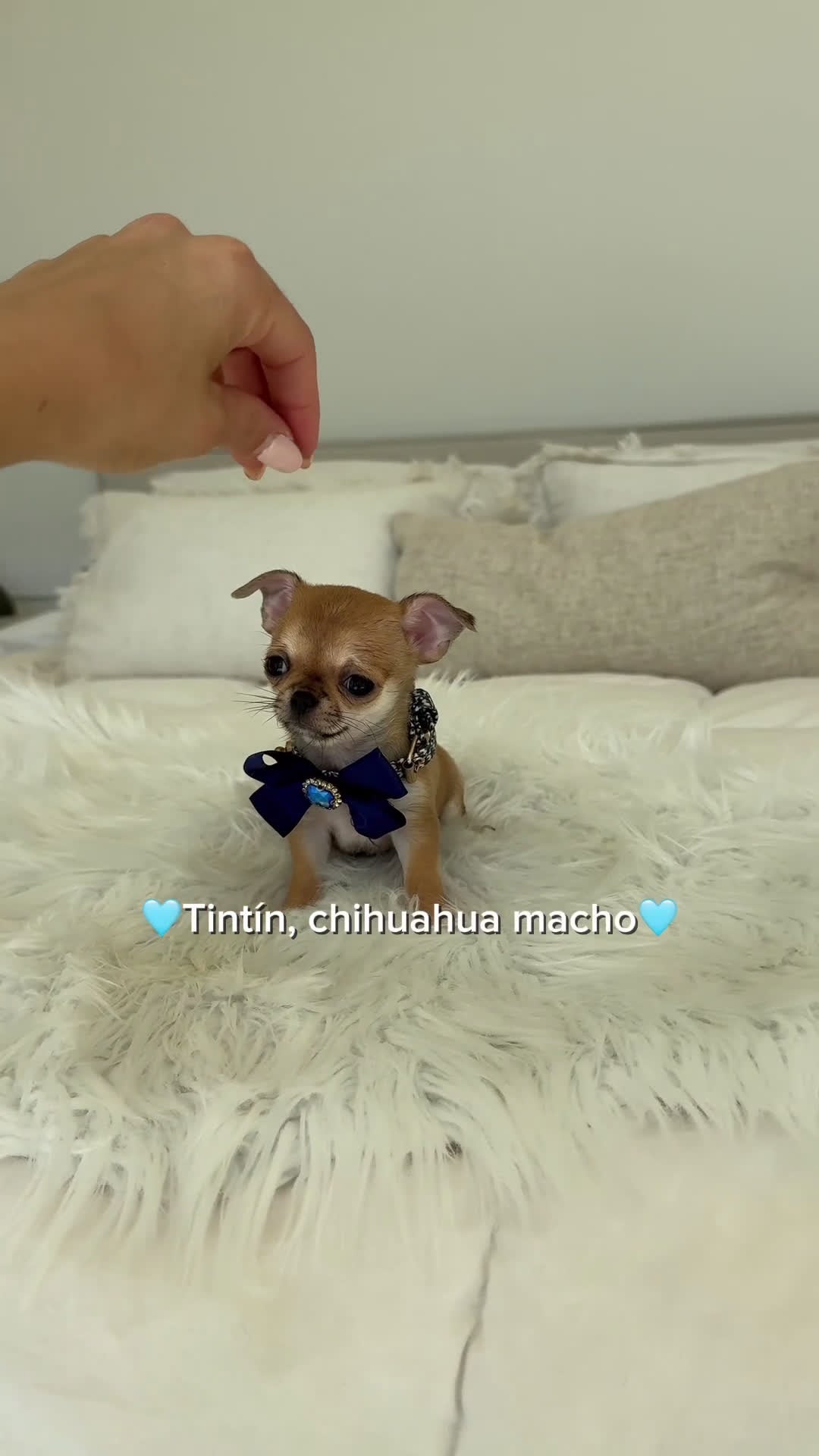 Chihuahua perros en venta: Chihuahua mini - Video 1